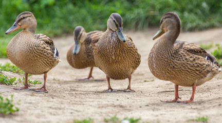 Ducks walking and talking