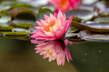 Pink waterlily reflexion