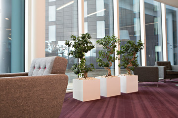 office, office space, office plants 