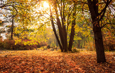  Sunrays through tree branches in autumn.Star shaped sun