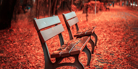 bench in the park