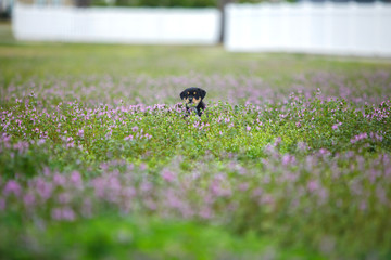 New Border Collie Lab Puppy outside in a field of Purple Flowers