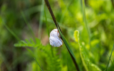 Snail shell in grass