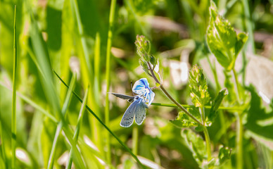 Little butterfly in grass