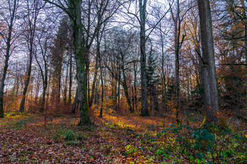 Naklejka premium Magical sunset mood in thicket of autumn forest