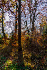 Fototapeta na wymiar Magic sun light and shadow mood in autumn forest