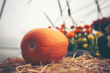 A giant pumpkin sits on the grass at a local produce farm. In the background is a farm wagon loaded with pumpkins and gourds