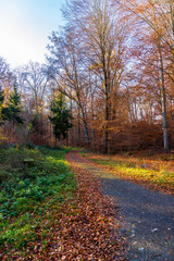 Pretty forest way through trees in autumn colors