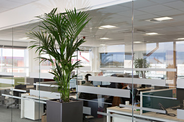 Fototapeta na wymiar office, office space, office plants 