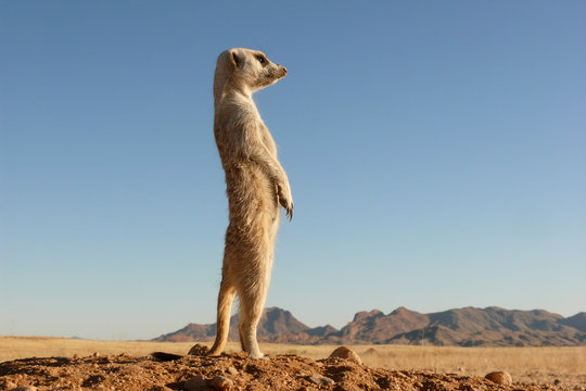 suricate upright on outlook, very watchful