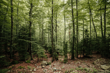 Lost forest in the north of spain a lot of pines with moss