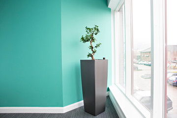 office, office space, office plants 