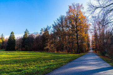 Fototapeta na wymiar Road alongside orange autumn style trees in magic forest