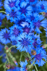 Blue flowers of cornflowers