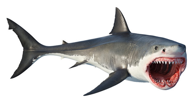 White shark marine predator big open mouth. Isolated background. 3D rendering