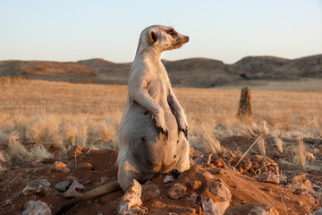 pregnant suricate watching at burrow 
