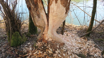 Biberverbiss am Baum