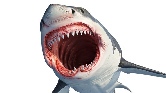 White shark marine predator with big open mouth and teeth. 3D rendering