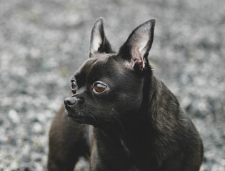 chihuahua portrait 