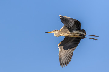 Obraz premium grey heron in flight