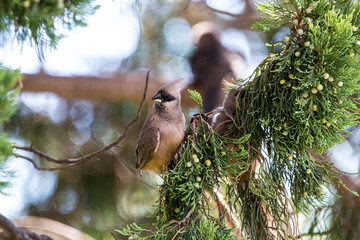 Mousebird eating in tree