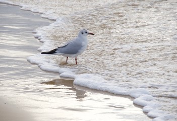 seagull on a beach in Tel Aviv