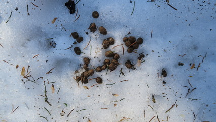 Hasenköttel Kot auf Schnee