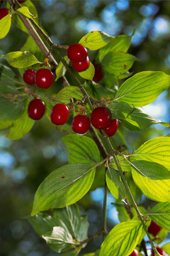 ramo di Corniolo (Cornus mas) con frutti rossi