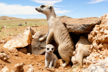 suricate with baby close at burrow, watchful