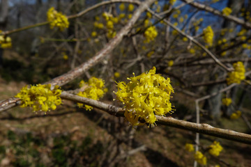 ramo di Corniolo (Cornus mas) con fioritura primaverile