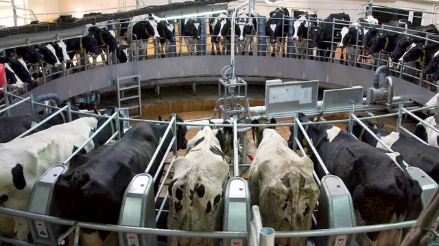 Automatic milking carousel system at the dairy farm
