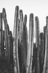 Naturplakat. Kaktus. Schwarz und weiß