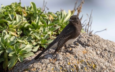 Black phoebe on rock near ocean, Pacific Grove, California