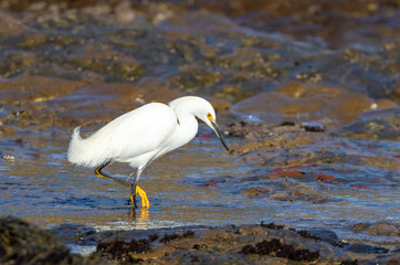 Snowy egret in tidepool at Weston Beach, Point Lobos State Natural Reserve, California