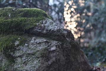 moss on rocks