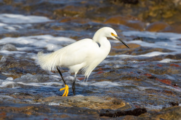 Snowy egret in tidepool at Weston Beach, Point Lobos State Natural Reserve, California