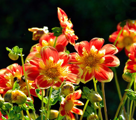 Beautiful and vibrantly colorful Flower Portraits
