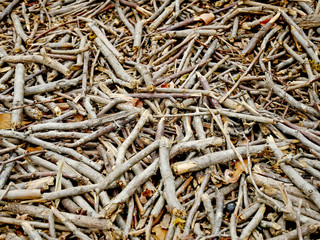 Texture di piccoli rami tagliati sulla superficie di un terreno naturale.