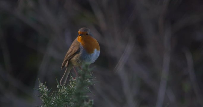 Robin red breast bird perched on thorn branch flying away slow motion