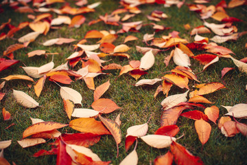 Autumn leaves on green grass