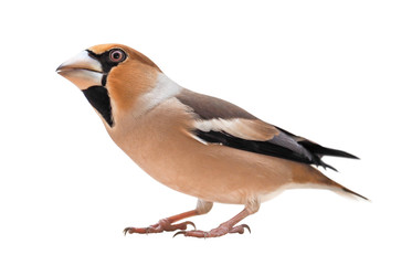 Female Hawfinch (Coccothraustes coccothraustes), isolated on white background