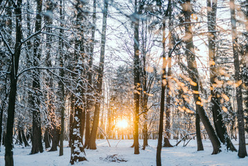 Bare Trees In Winter During Sunset