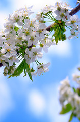 Close up on white cherry blossoms. Spring background.