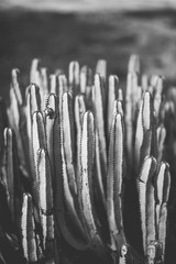nature poster. cactus. black and white