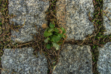cobblestone with plants