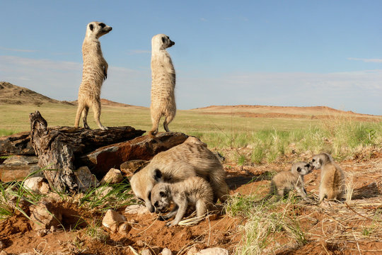 group of suricates with babies close to burrow