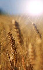 wheat field closeup