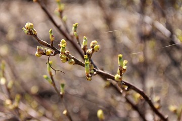 Young green leaves bloom on currant bush. The buds on the branch burst from the branches stretches the web