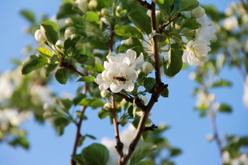 A bee experiences a white apple flower. Blossoming branches of an apple tree against a blue sky