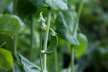 Water drops on a young green leaf of a plant.